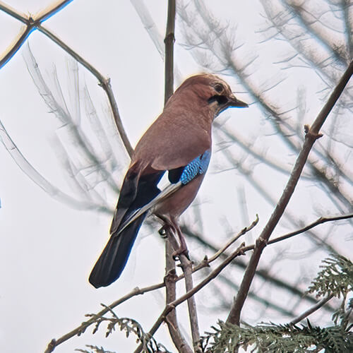 Jay