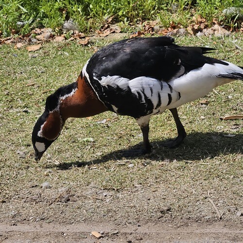 Red breasted goose