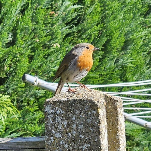 Robin