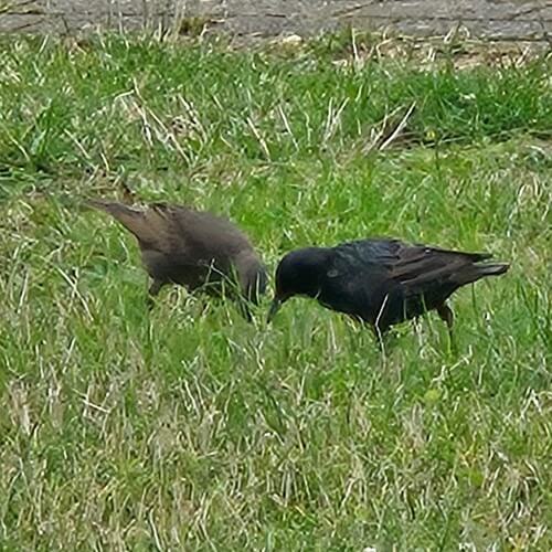 Starling
